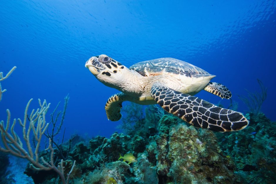 Индийский океан животный мир