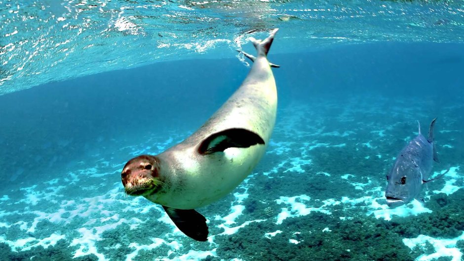 Океан с животными