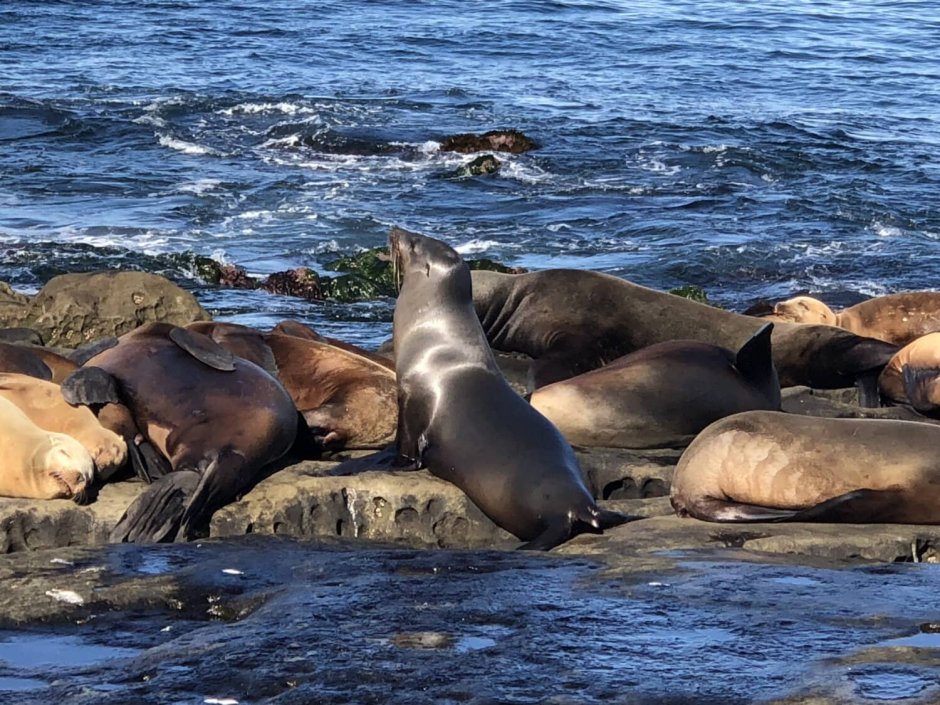 Морские львы