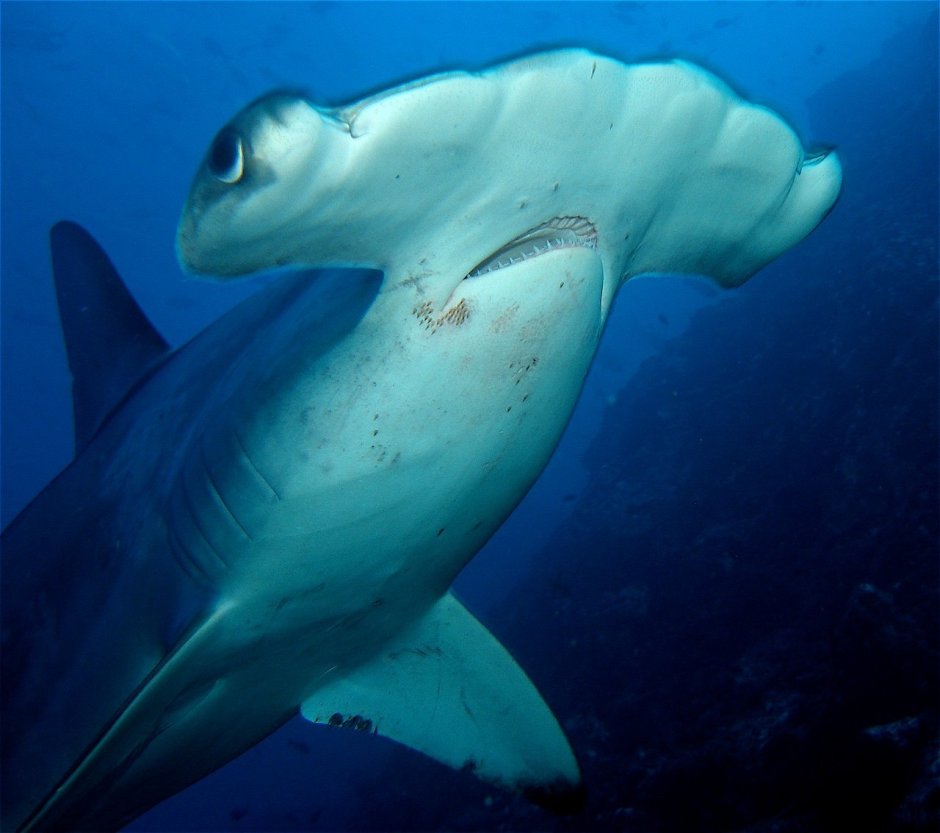 Рыба молот акула