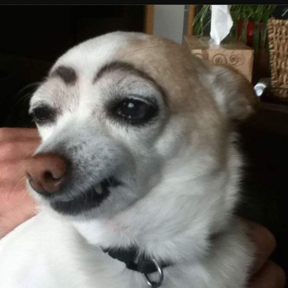 Собака с бровями