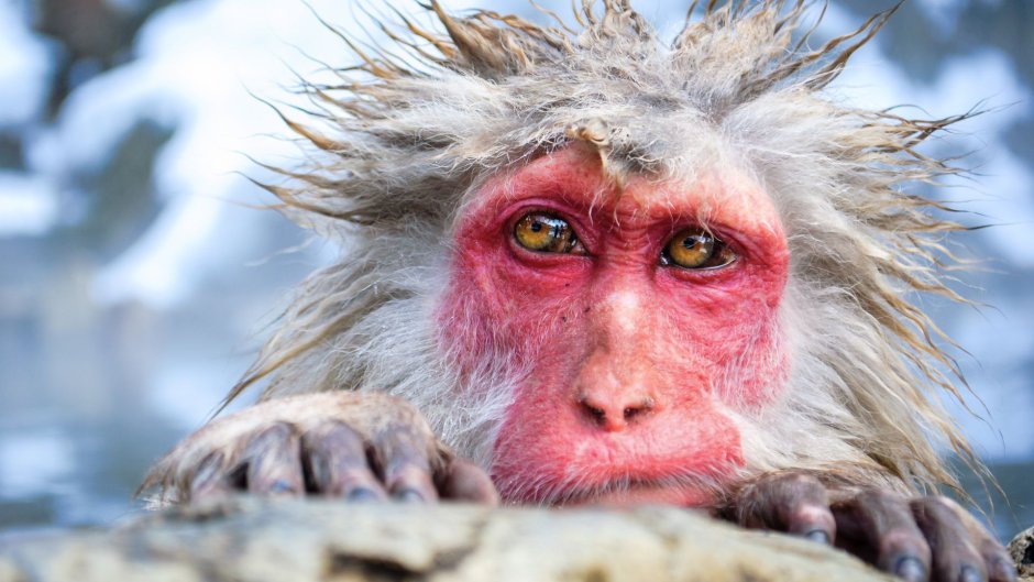 Monke meme background Wallpaper Full HD