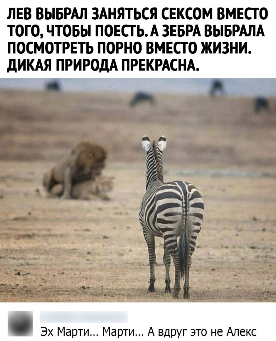 Зебра выбрала вместо жизни