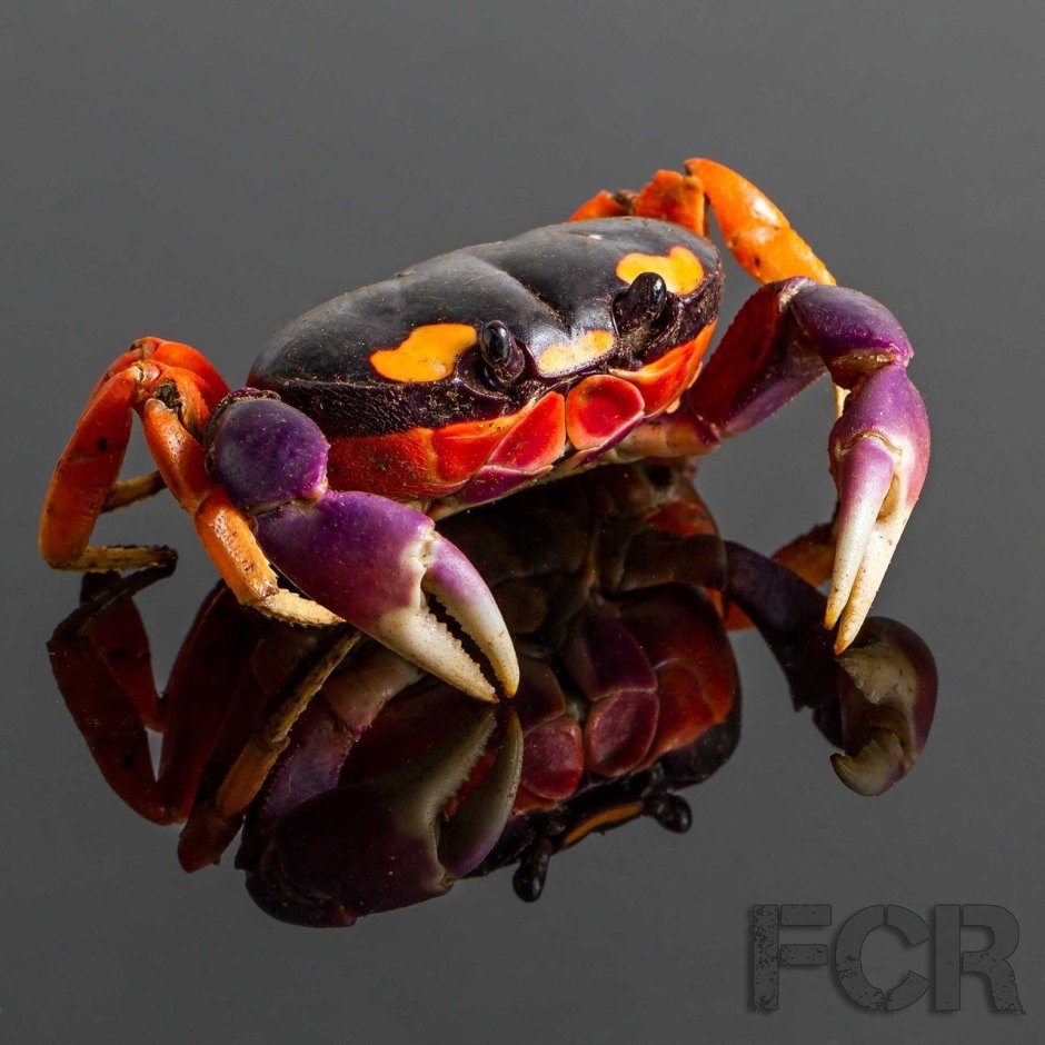 Trapezia rufopunctata