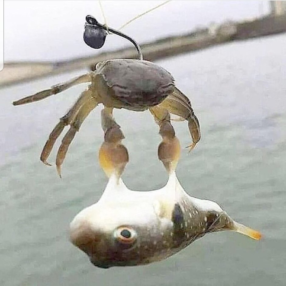 Неси меня чудесный краб