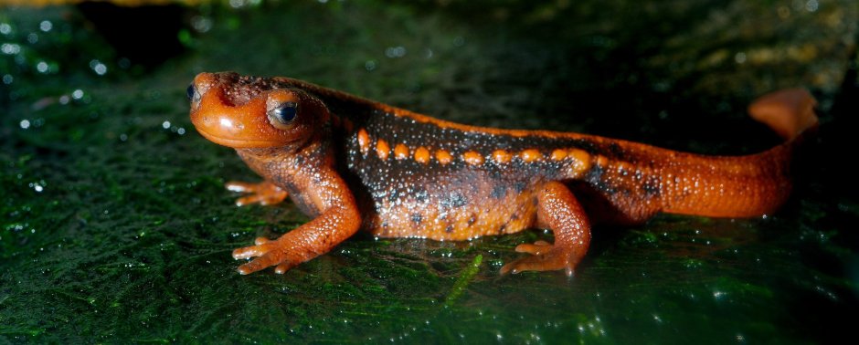 Tylototriton SHANJING