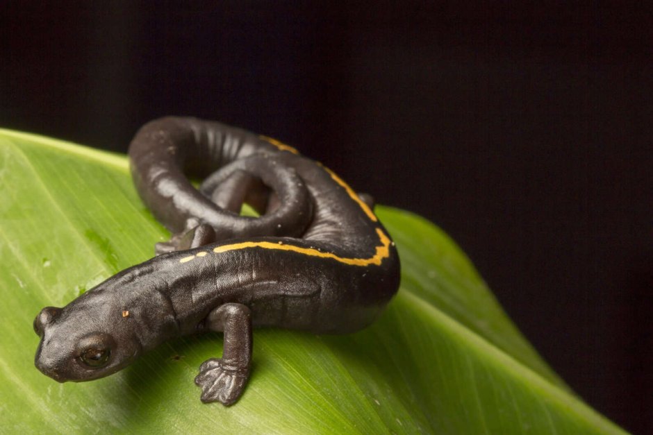 Саламандра Bolitoglossa dofleini