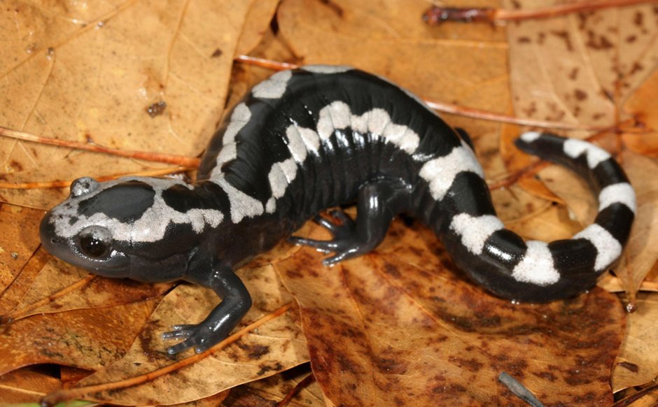 Ambystoma opacum