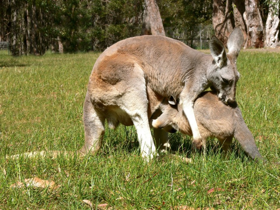 Joey Kangaroo