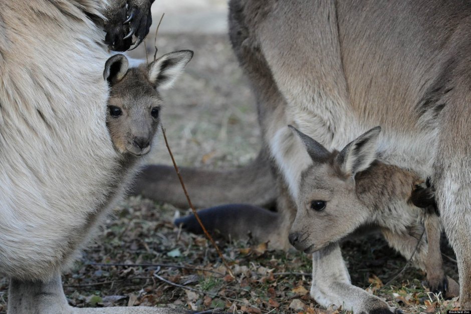 Kangaroo Zoo