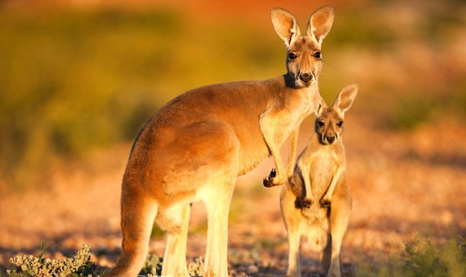 Kangaroo Red