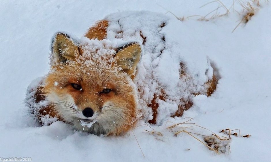 Лисенок в сугробе