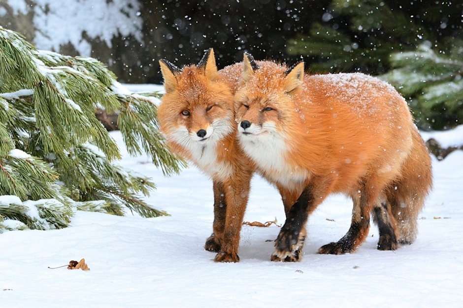 Животные зимой