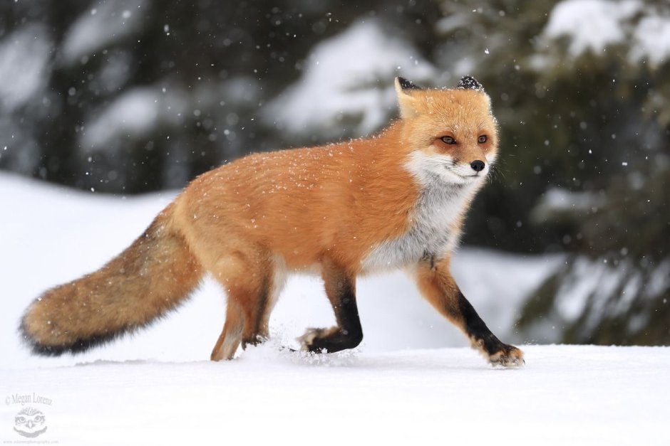 Kind Fox