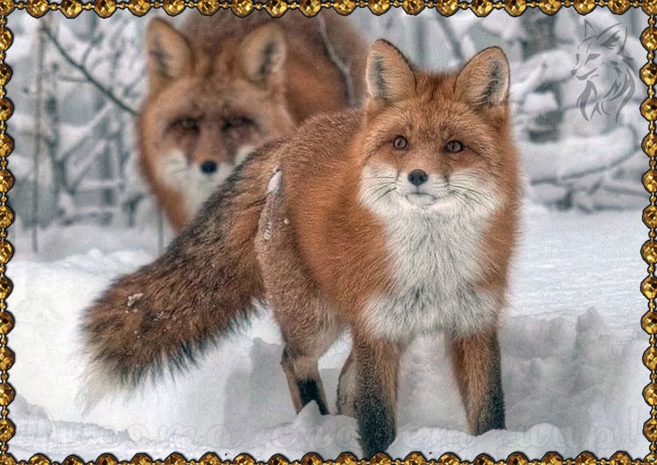 Самка лисы