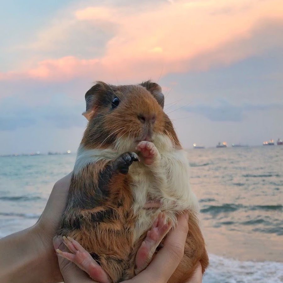 Хомяк на море