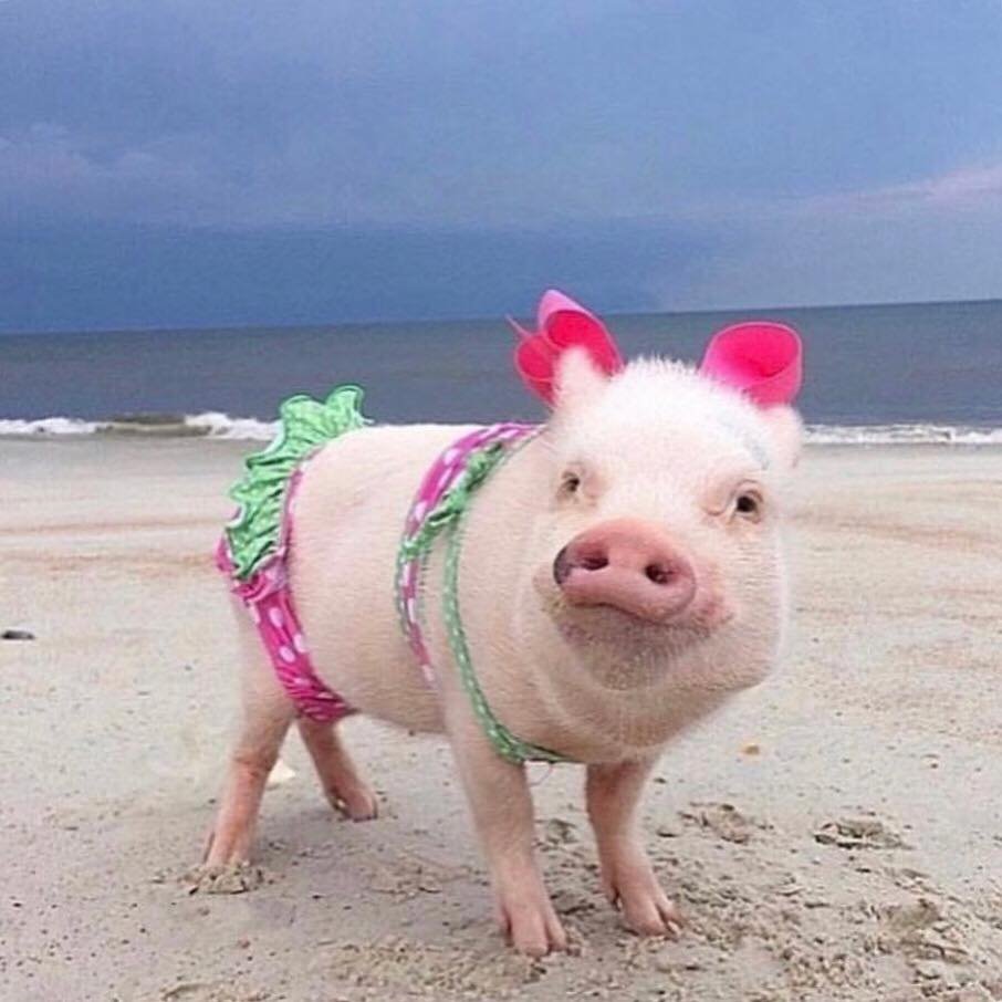 Свинья отдыхает