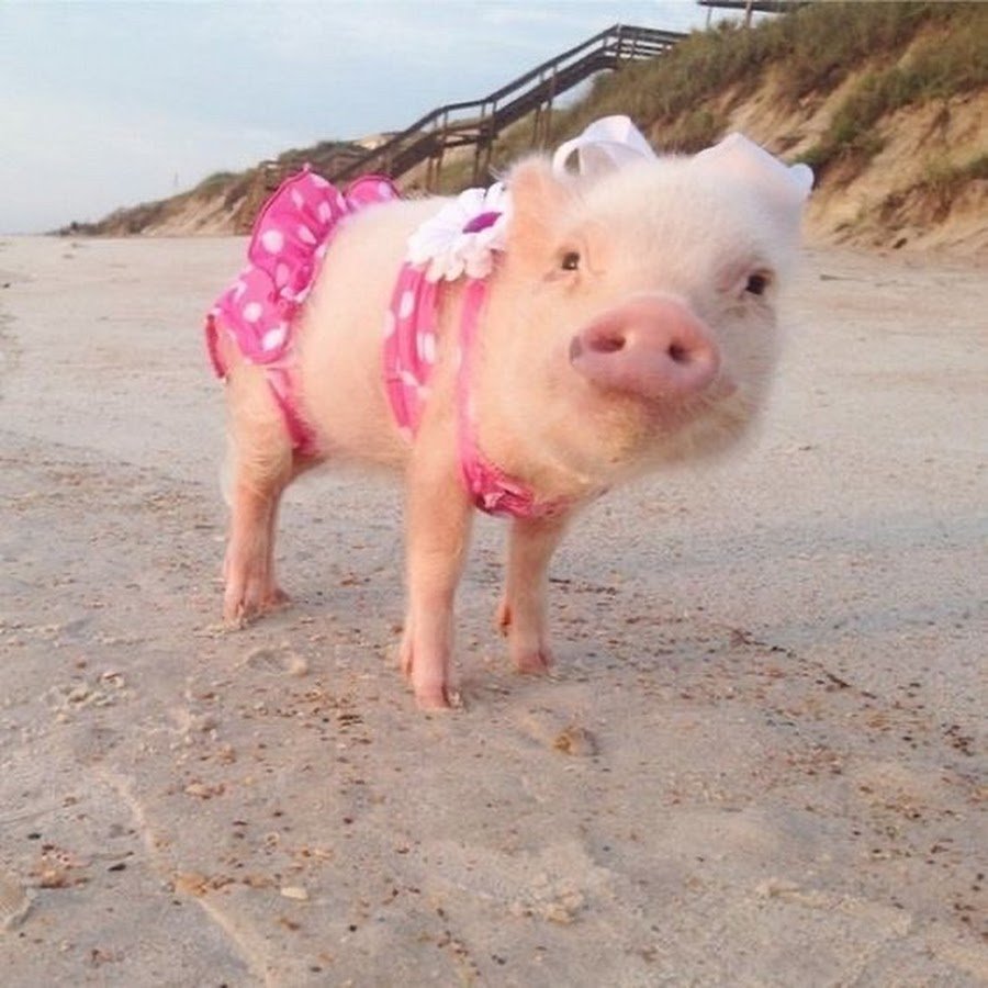 Поросенок в купальнике