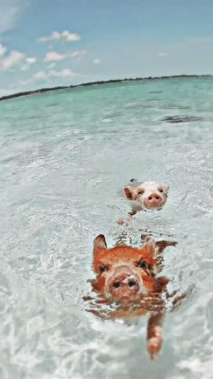 Багамы поросята