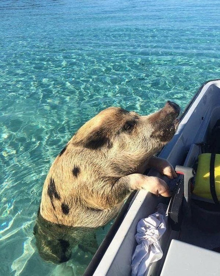 Свинья в отпуске