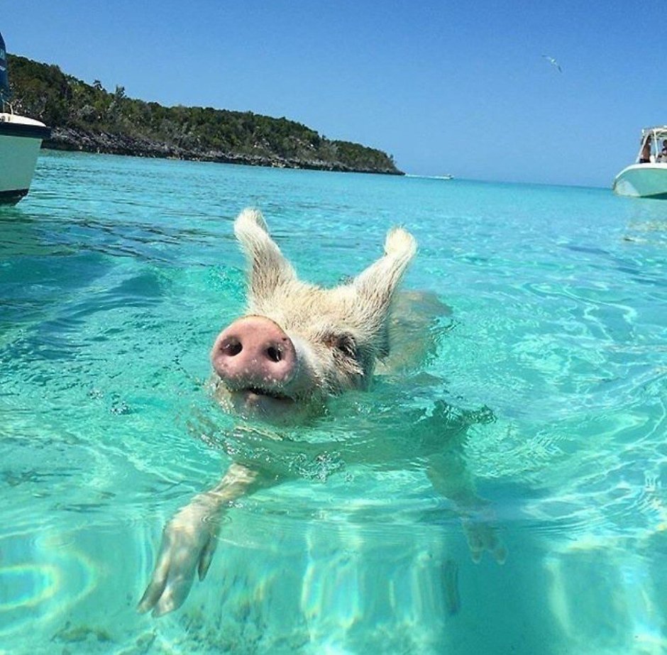 Пиг-Бич Багамские острова