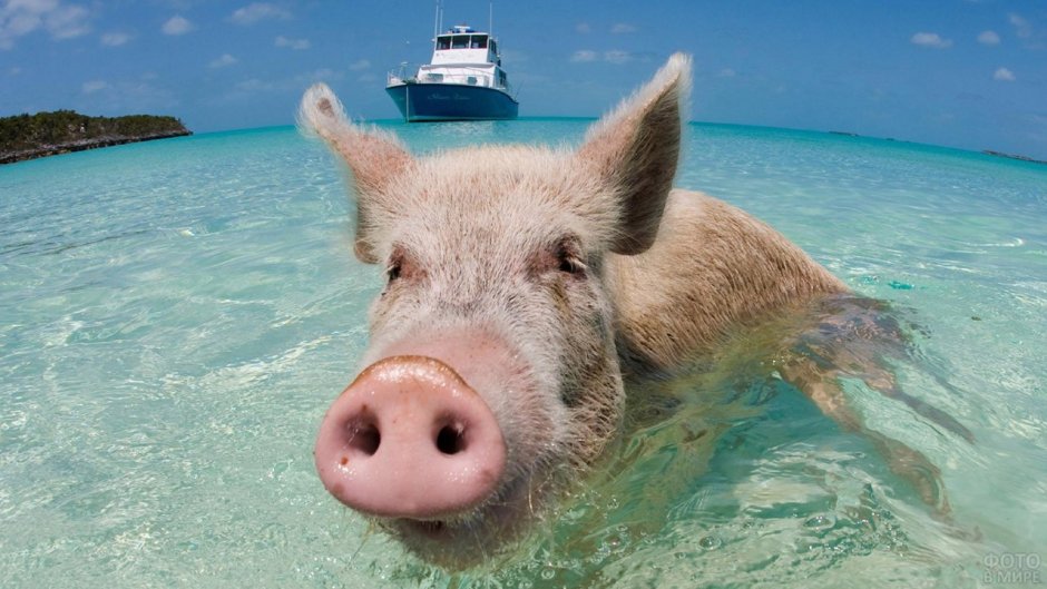 Поросенок на море