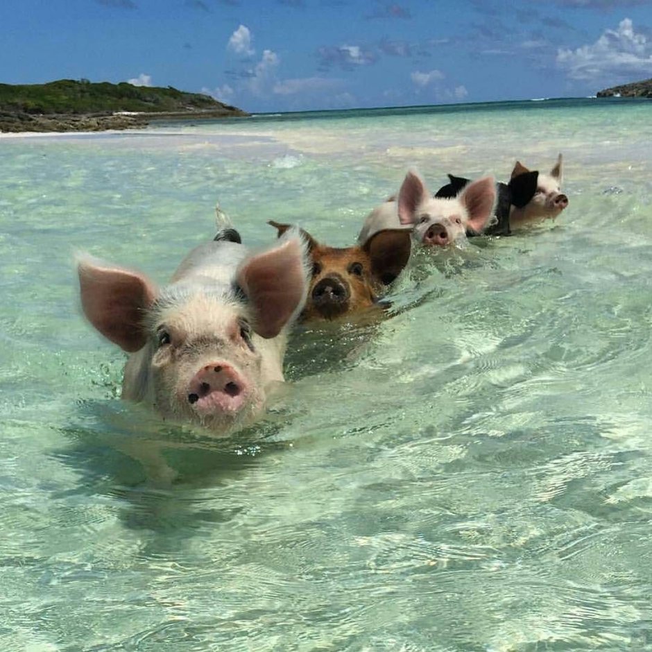 Остров Эксума Багамы