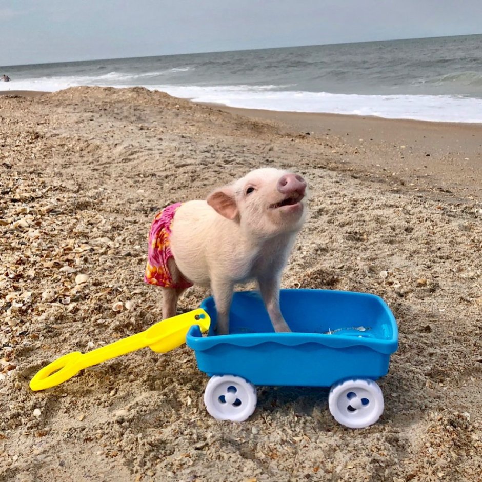 Хрюшки на пляже