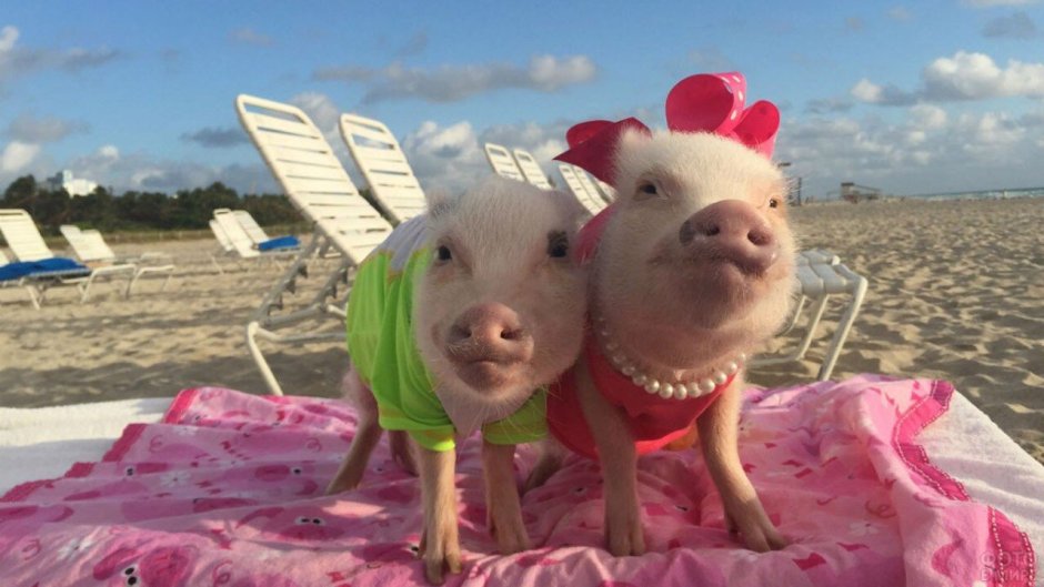 Поросенок в купальнике