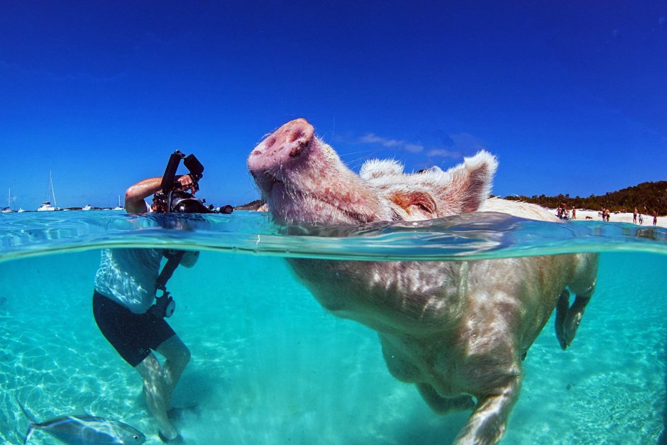 Смешной океан