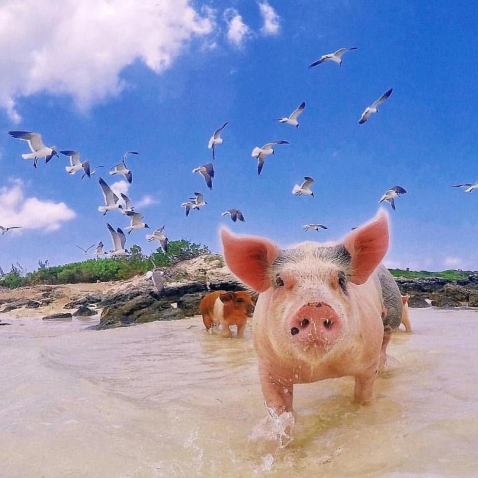 Пиг-Бич Багамские острова