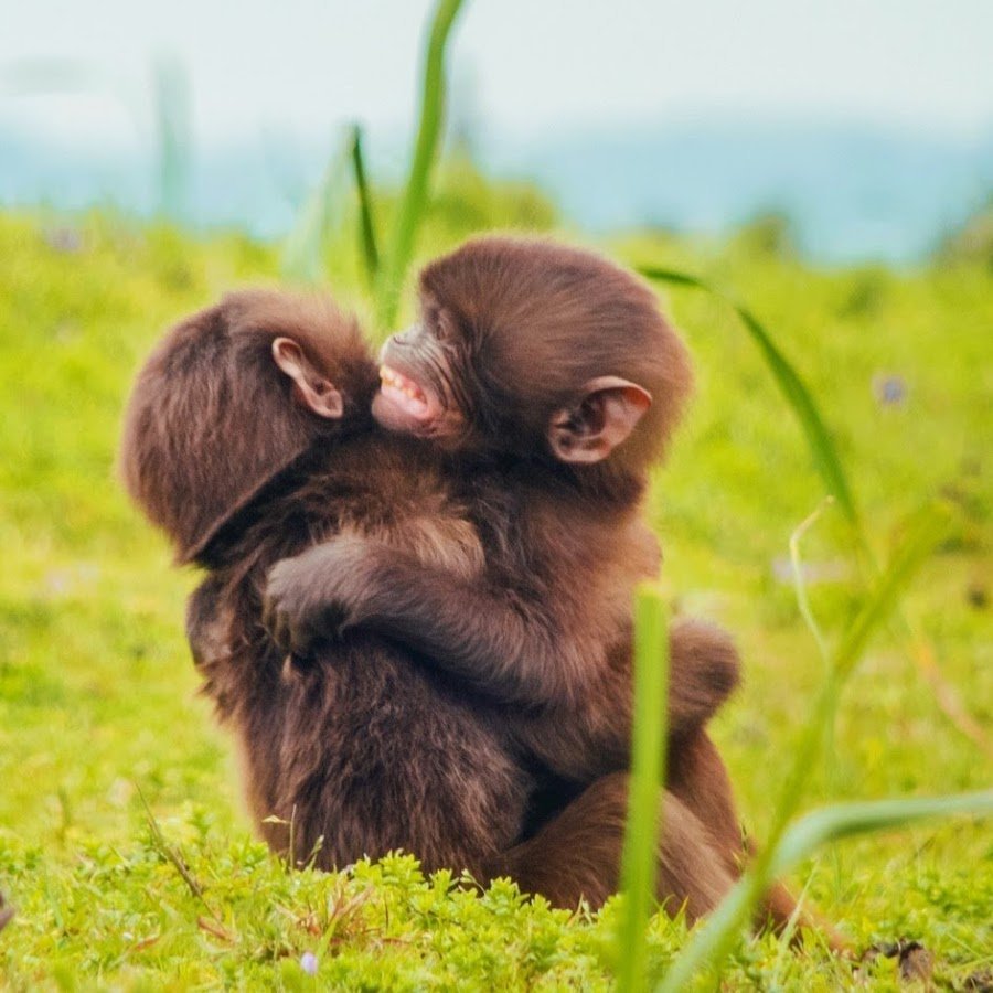 Обезьяны обнимаются