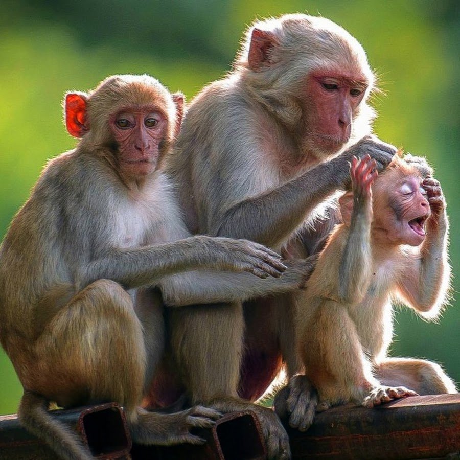 Маймун турлари