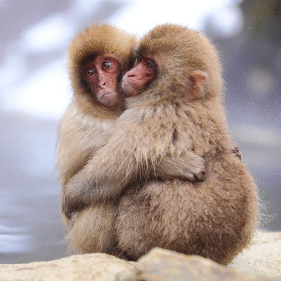 Пара животных