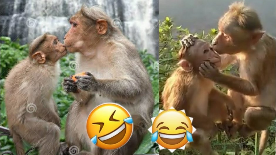 Маленькая обезьяна с целует