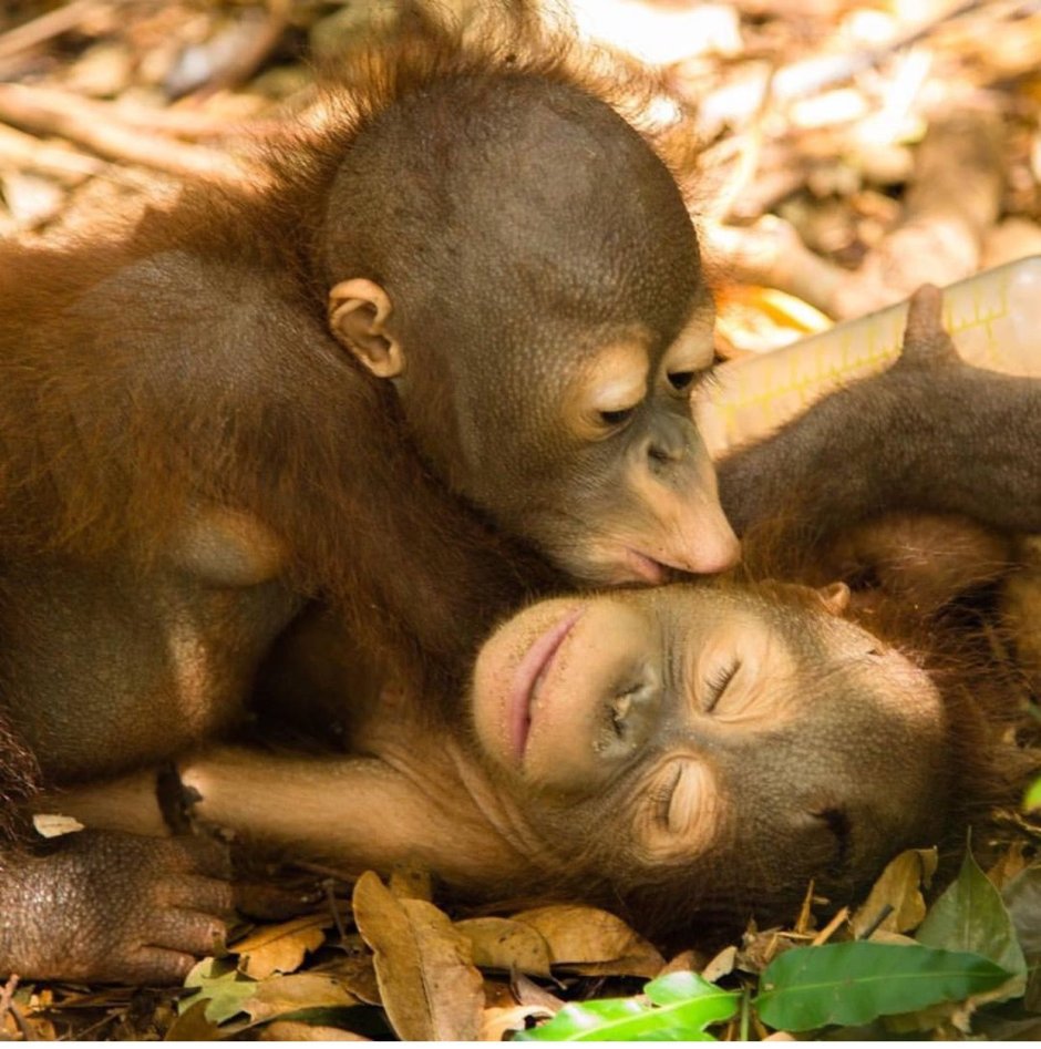 Обезьянки целуются