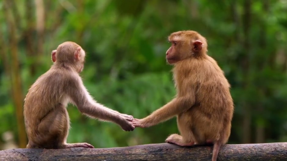 Любовь обезьян