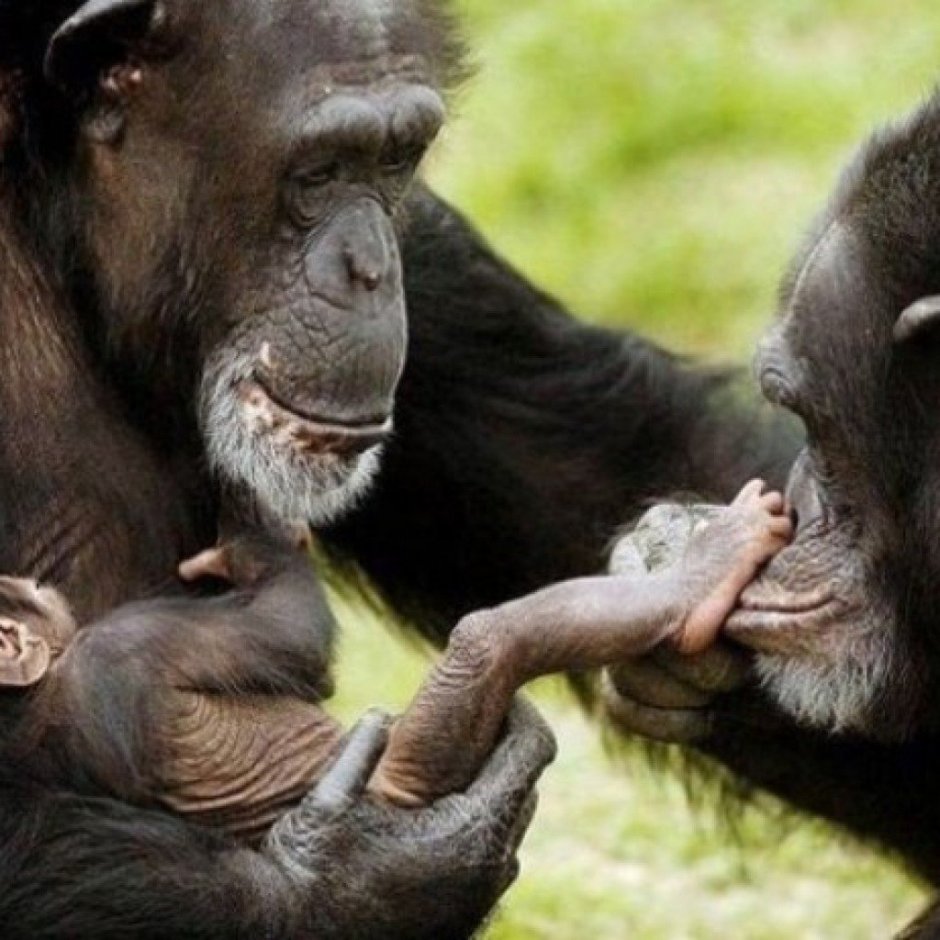 Обезьянка любит