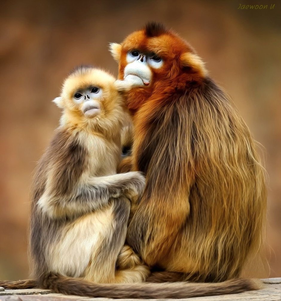 Влюбленная обезьяна