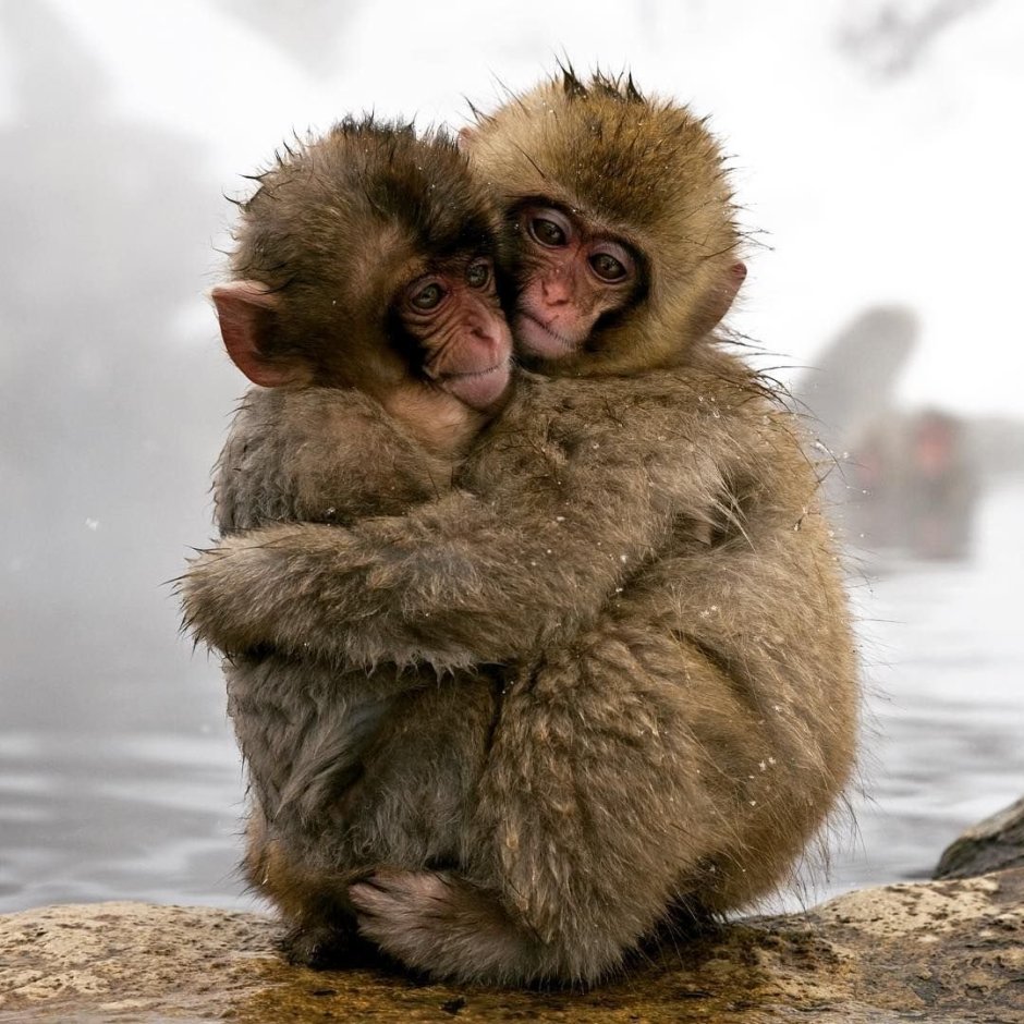 Обезьянки обнимаются