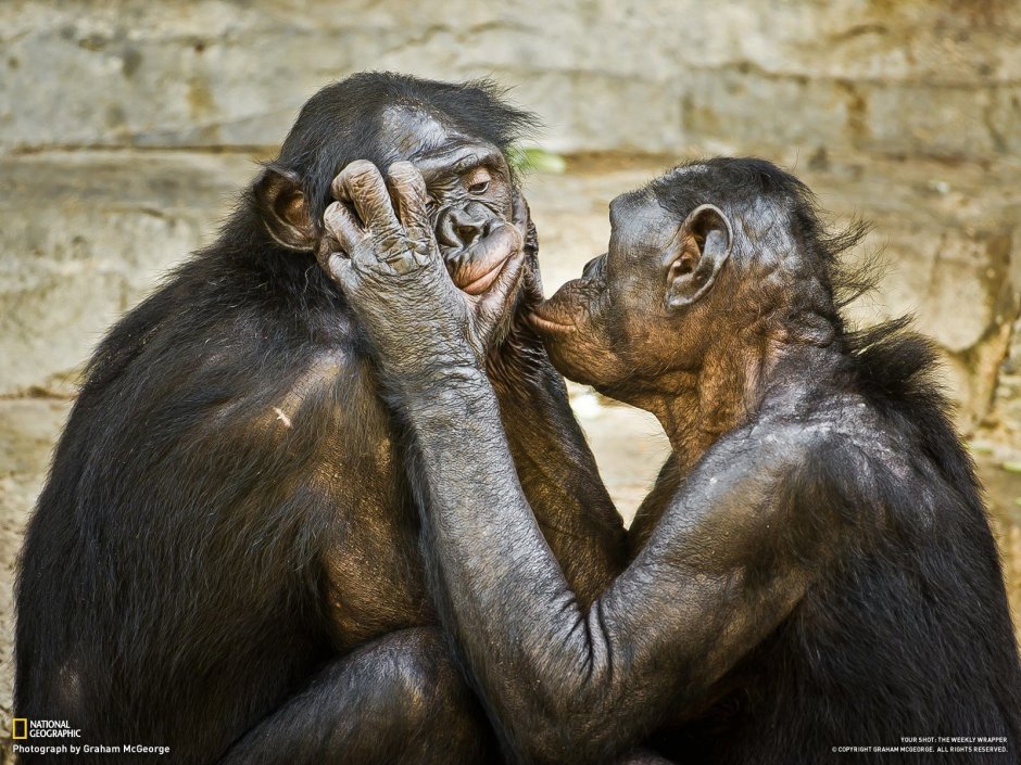 Влюбленные обезьяны