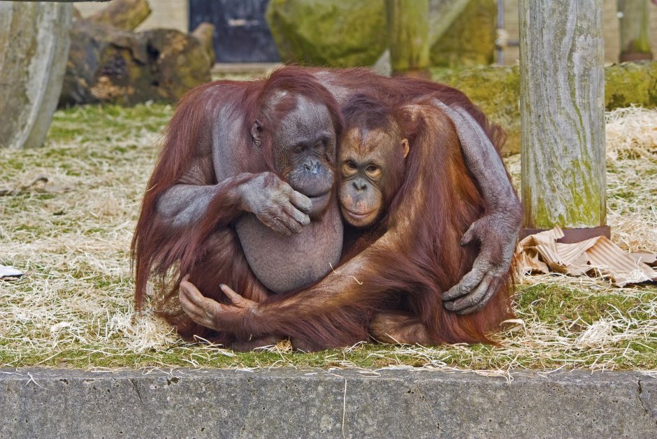 Две обезьяны в обнимку