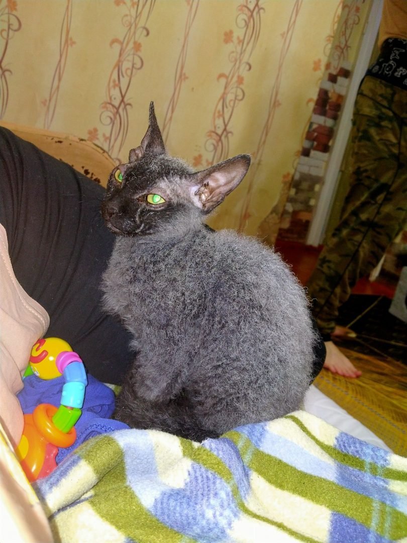 Петерболд кошка