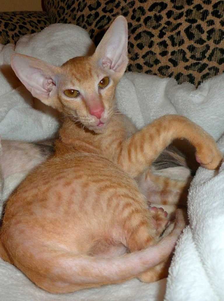 Петерболд Ориентал