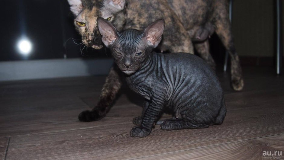 Донской сфинкс браш