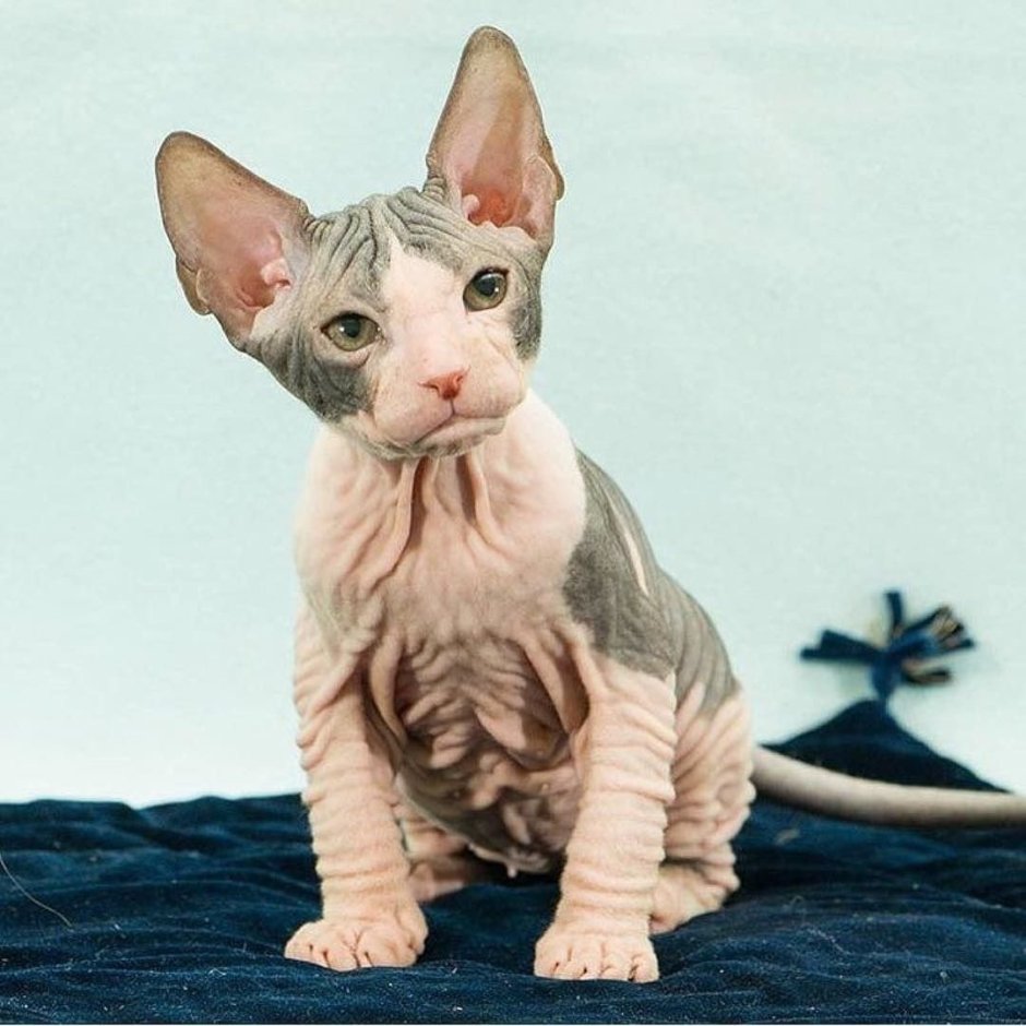 Сфинкс волосатик