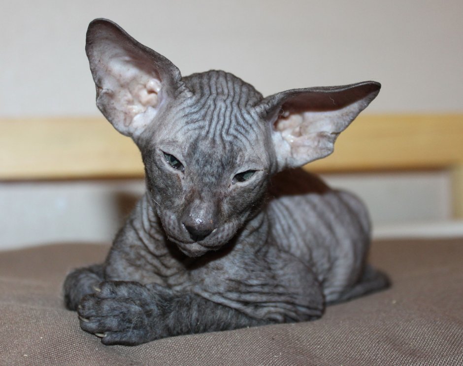 Порода сфинкс браш