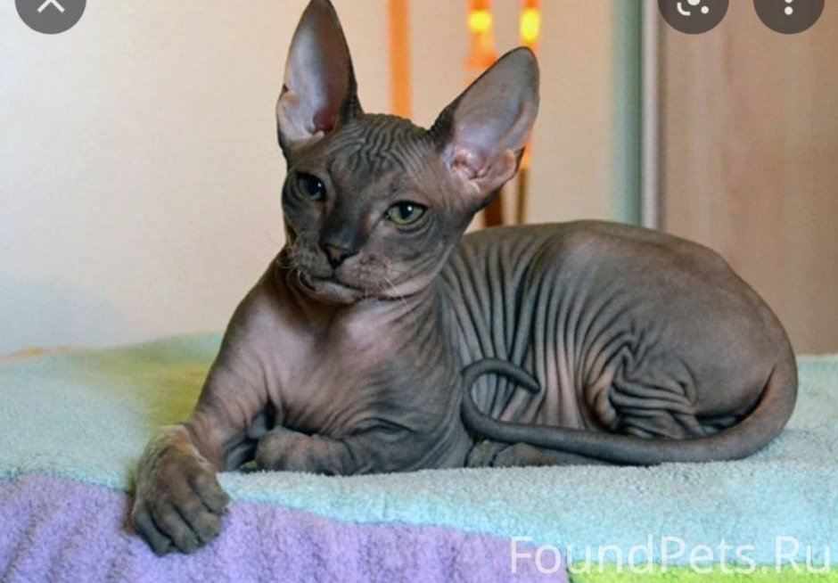 Донской сфинкс велюр