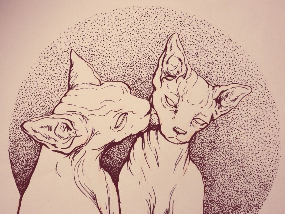 Кот сфинкс арт