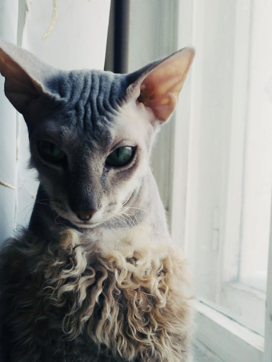 Кот браш сфинкс